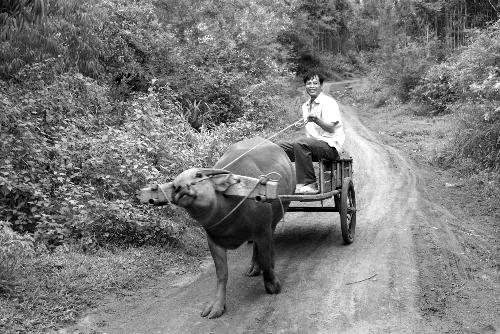 他就像他的牛车的木轮那样，是个“整天难以有一刻钟静止”的人。